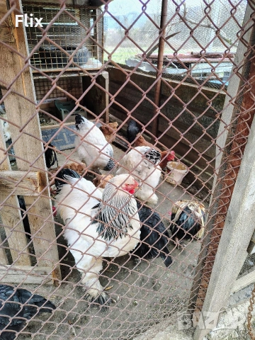 разплодни яйца , снимка 7 - Кокошки и пуйки - 54055847