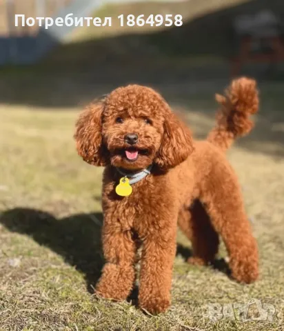 Мини Пудел Доставка, снимка 5 - Пудели - 50060860