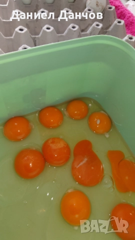 Оплодени яйца от Араукана, снимка 13 - други­ - 48810608