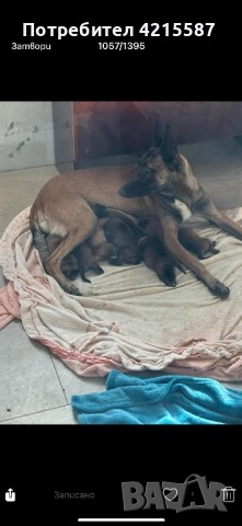 Белгийска овчарка бебе, снимка 5 - Белгийска овчарка - 52851057