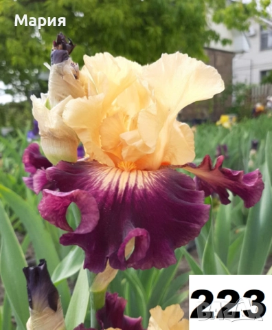 Сортови вискоки ириси /брадати ириси, снимка 12 - Градински цветя и растения - 51459181