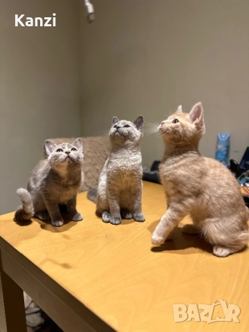 Британски British Blue Point