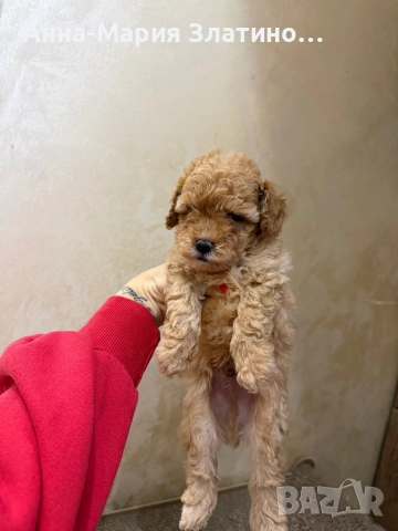 Той пудел момче, снимка 3 - Пудели - 52605999