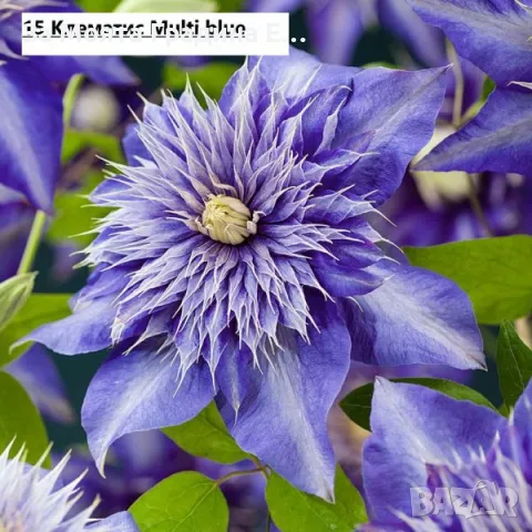 Клематис - 28 различни сорта , снимка 16 - Градински цветя и растения - 49760995