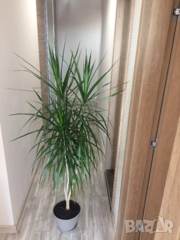 Драцена, снимка 3 - Стайни растения - 50946463