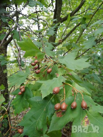 Брекина (Sorbus terminalic) плодно медоносно дърво, снимка 1 - Градински цветя и растения - 30347880