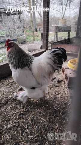 Петли Бяла Колумбийска Брама , снимка 3 - други­ - 53961072