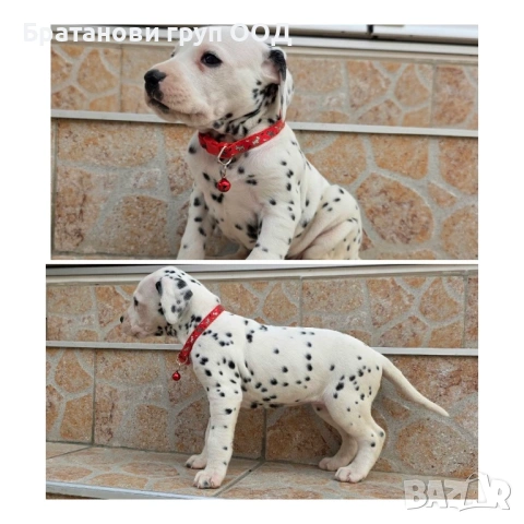 Далматинец