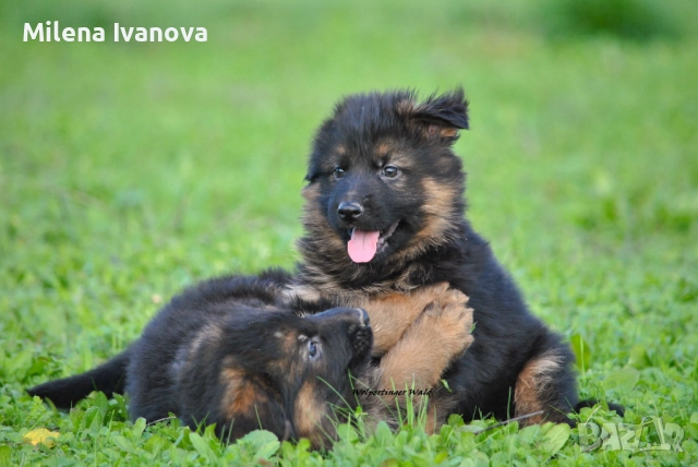 Мъжки немски овчарки с ДЪЛЪГ косъм , снимка 3 - Немска овчарка - 52510345