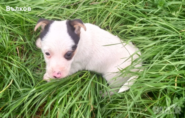 Джак-ръсел териер, снимка 2 - Джак ръсел териер - 52882381