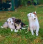 продават кученца шелти, снимка 2