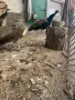 Двойка индийски пауни Dvoika indiiski pauni, снимка 1
