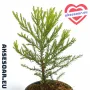 Нови Екзотични 15 семена от гигантска секвоя мамутово дърво sequoiadendron giganteum за декорация, снимка 7