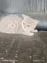 шотлански котенца, снимка 2