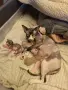 Коте Свинкс Флок , снимка 4
