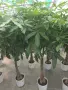 Пахира дървото на късмета, снимка 3