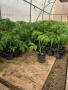 Разсад домати Нови Искър, снимка 2