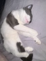 мъжка котка на 6 месеца , снимка 3