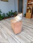 померан момиче , снимка 1