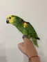 Ръчно хранена Синьочела Амазона, снимка 3