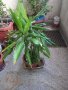 Драцена маргината и Драцена фрагранс, снимка 5