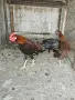 Свободни кокошки , снимка 8