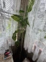 Декоративно растение - Дифенбахия, снимка 1