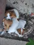 Кучета джак ръсел, снимка 1