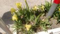 Продавам цветя Ириси, ниски, жълти и тъмно сини, снимка 5