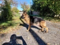 Немски Овчарки, снимка 4