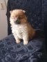 Продавам померан , снимка 2