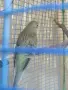 Млади пойни папагалчета, снимка 4