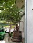 Палма финикова 2.40м., снимка 1 - Градински цветя и растения - 22918254