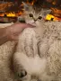 златна чинчила момиче , снимка 4