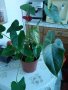 Антуриум , снимка 5