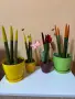 Растения от вида сансевиера (Sansevieria cylindrica 'Velvet Touchz') 20/30см., снимка 1