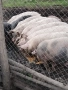 Прасета продавам, снимка 4
