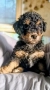  Пудел мини, снимка 2
