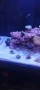 Морски аквариум red sea 300g2+, снимка 2