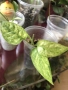Epipremnum pinnatum Mint variegated , снимка 4