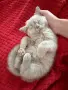 Британски късокосмести котки, снимка 4