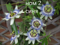 Пасифлора - Passiflora   Налични 4 вида , снимка 2