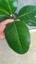 Фикус Ficus indica, снимка 3