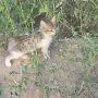 Котета на два месеца и майката на една годинка, снимка 11