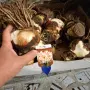 огромни луковици амаралис три цвята , снимка 2