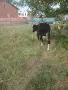 Продава се крава, снимка 2