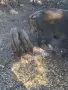 Малки диви прасенца, снимка 2