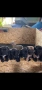 Продавам Кане Корсо кученца, снимка 1