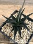 Haworthia nigra ex Cok, снимка 4