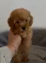 Малтипу Maltipoo , снимка 2